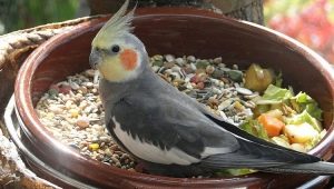 อะไรที่จะเลี้ยง cockatiel?