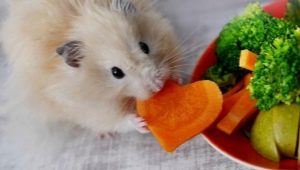 หนูกินอะไรในประเทศ
