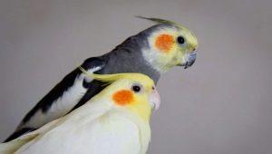วิธีการตรวจสอบเพศของ Corella?