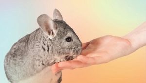 วิธีทำให้เชื่องมือชินชิลล่า?