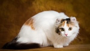 แมวพันธุ์อเมริกัน Curl: คุณสมบัติกฎการให้อาหารและการบำรุงรักษา