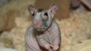 Bald Rats: ลักษณะสายพันธุ์และเคล็ดลับการดูแล