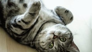 Màu sắc của mèo Whiskas của Anh: đặc điểm màu sắc và sự tinh tế trong chăm sóc