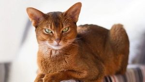 สีของแมว Abyssinian: พันธุ์นิยามการเลือก