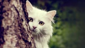 คำอธิบายของแมว Angora ลักษณะของการเก็บรักษาและการให้อาหาร