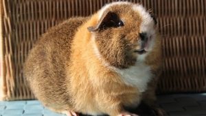 คุณสมบัติของ Teddy Guinea Pigs และกฎของเนื้อหา