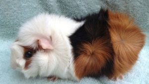 Rosette Guinea Pigs: คุณลักษณะสายพันธุ์และรายละเอียดปลีกย่อยของการดูแล