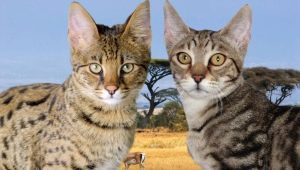 Serengeti: คำอธิบายของสายพันธุ์ของแมวโดยเฉพาะอย่างยิ่งเนื้อหา