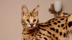 Serval: คำอธิบายตัวเลือกสีโดยเฉพาะเนื้อหาและการให้อาหาร