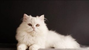แมวไซบีเรียสีขาว: คำอธิบายของสายพันธุ์และคุณสมบัติของการดูแล