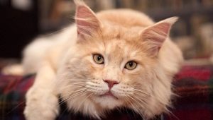 Maine Coons มีชีวิตอยู่กี่ปีและจะยืดอายุขัยของพวกเขาอย่างไร?