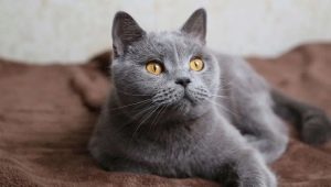 Danh sách tên của mèo xám Anh