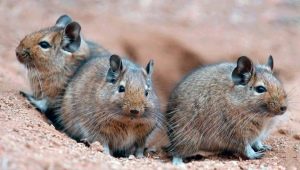 ทุกอย่างเกี่ยวกับ degu