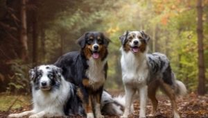 Australian Shepherd: คำอธิบายสายพันธุ์, สี, ตัวละครและเนื้อหา