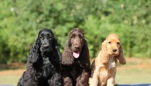 American Cocker Spaniel แตกต่างจากภาษาอังกฤษอย่างไร