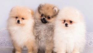 ข้อแตกต่างระหว่าง German Spitz และ Pomeranian คืออะไร