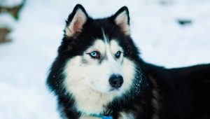 Huskies: ลักษณะพันธุ์และการเพาะปลูก