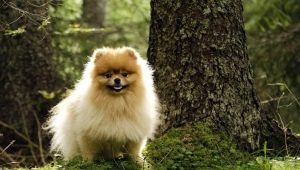 อะไรที่คุณเรียกว่าเด็กชาย Spitz