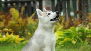 วิธีการสอน huskies ให้กับห้องน้ำบนถนนและที่บ้าน?