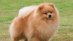 วิธีที่บ้านเพื่อตัดกรงเล็บ Spitz?