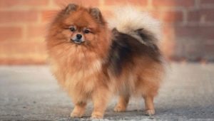 Dwarf Spitz: คำอธิบายของสายพันธุ์ข้อดีและข้อเสียเนื้อหา