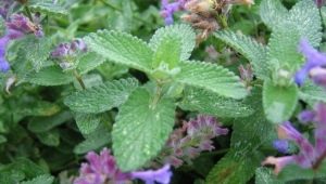 Catnip: มันคืออะไรและพืชทำกับแมวได้อย่างไร?