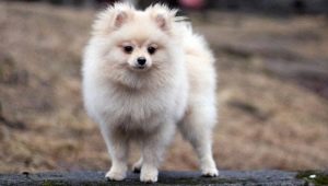 ครีม Spitz: คุณสมบัติสี, สภาพลูกสุนัข