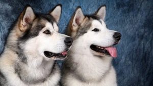 Malamute and Husky: คำอธิบายและความแตกต่างของสายพันธุ์