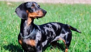 Marble dachshund: คุณสมบัติสีธรรมชาติและเนื้อหา
