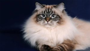 Neva Masquerade Cats: คำอธิบายพันธุ์, คุณสมบัติเนื้อหา