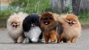 คำอธิบายและกฎของการรักษาสี Sable ของ Sitz