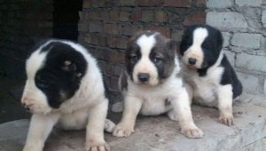 รายละเอียดและเนื้อหาของลูกสุนัข alabay ที่อายุ 1 เดือน