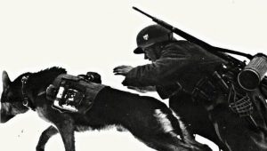 Daufman Sheepdogs: ประวัติและรายละเอียดของสายพันธุ์