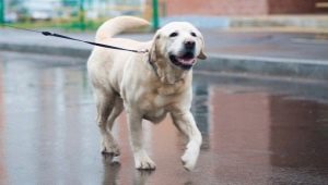 Yellow Labrador: คำอธิบายเนื้อหาและตัวเลือกชื่อ