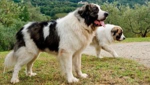 Pyrenean Mastiff: สายพันธุ์นี้คืออะไรและจะดูแลได้อย่างไร?