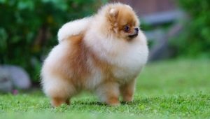 ใบหู Pomeranian: คำอธิบายของสายพันธุ์และตัวละครสีและการดูแล