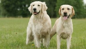 Retriever และ Labrador: อะไรคือความแตกต่าง?