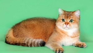 Mèo Scotland màu vàng: đặc điểm và tính năng chăm sóc