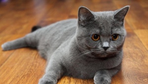 Scottish Straight Cats: คำอธิบายสายพันธุ์ชนิดสีและเนื้อหา
