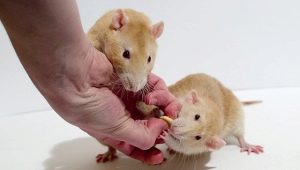 หนูมีอายุกี่ปีและมันขึ้นอยู่กับอะไร?