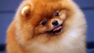 มี Spitz จำนวนเท่าไรและขึ้นอยู่กับอะไร