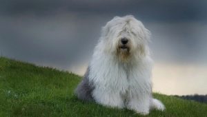 สุนัขหางสั้น: คำอธิบายของ Old English Sheepdogs, ความแตกต่างของเนื้อหาของพวกเขา