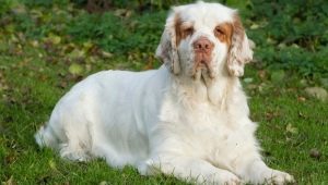 Climber Spaniel: มันมีลักษณะอย่างไรและจะดูแลอย่างไร?