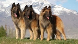 Tervuren: คำอธิบายสายพันธุ์และเนื้อหา