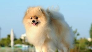 รายละเอียดปลีกย่อยของการรักษา Spitz ที่บ้าน
