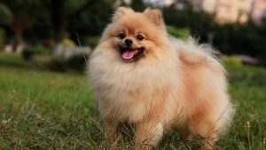 ทุกอย่างเกี่ยวกับสุนัขสายพันธุ์ Spitz