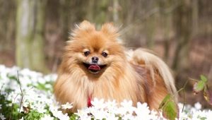 การเลือกชื่อเล่นสำหรับ Spitz
