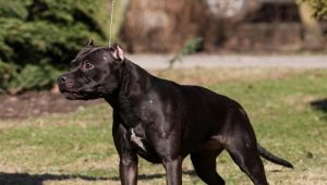 Black Pitbull: คำอธิบายและความแตกต่างของเนื้อหา