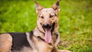 Metis Sheepdogs: คุณสมบัติประเภทและเคล็ดลับในการเลือก