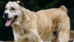 ทุกอย่างเกี่ยวกับ Afghan Shepherd Dogs